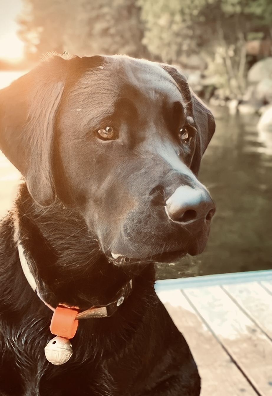 In Memory of Cooper